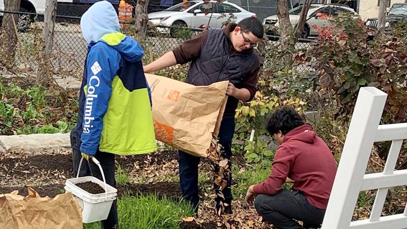 Three students work in the Ground Work Somerville garden on an overcast day. They are preparing vegetable beds for winter.